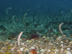 Gorgasia maculata