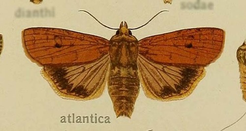 Owlet Moth
