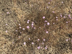 Lessingia arachnoidea