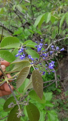 Vitex pyramidata