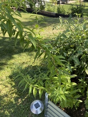 Aloysia citrodora
