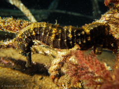 Hippocampus comes