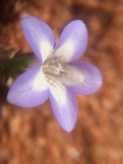 Wahlenbergia acaulis