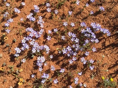 Wahlenbergia acaulis