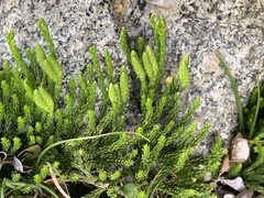 Diphasiastrum alpinum