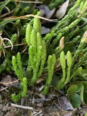 Diphasiastrum alpinum