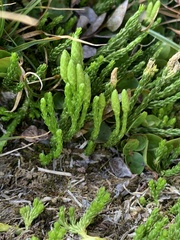 Diphasiastrum alpinum