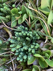 Diphasiastrum alpinum