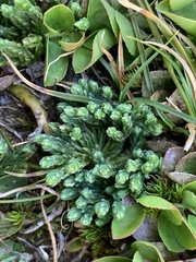 Diphasiastrum alpinum