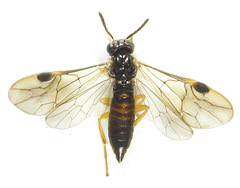 Heptamelus ochroleucus