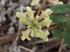 Astragalus deanei