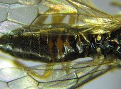 Heptamelus ochroleucus