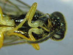Heptamelus ochroleucus