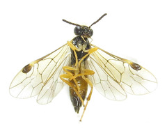 Heptamelus ochroleucus