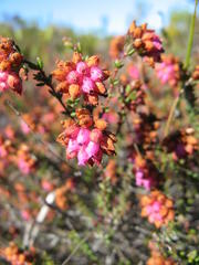 Erica clavisepala