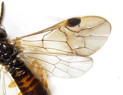 Heptamelus ochroleucus