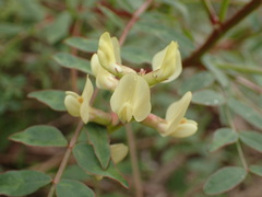 Astragalus deanei