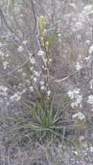 Yucca reverchonii