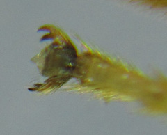 Heptamelus ochroleucus