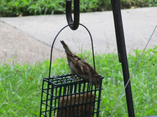 House Sparrow photographed in Pennsylvania