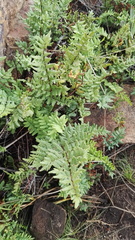 Cheilanthes viridis viridis