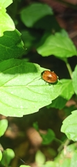 Chrysolina polita