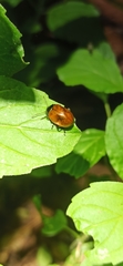 Chrysolina polita