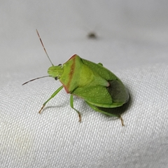 Thyanta custator accerra