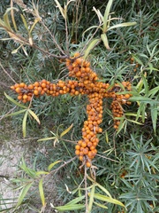Hippophae rhamnoides