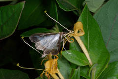 Cydalima perspectalis