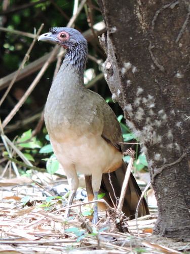 West Mexican Chachalaca