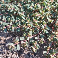 Euphorbia humifusa