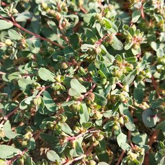 Euphorbia humifusa
