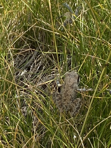 iNaturalist observation photo of Pacific chorus frog