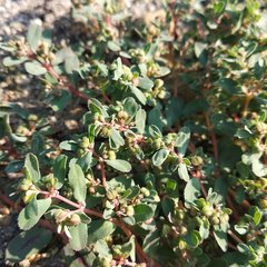 Euphorbia humifusa