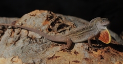 Anolis sagrei