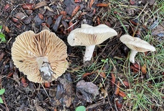 Lactarius subplinthogalus