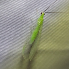 Ceraeochrysa lineaticornis