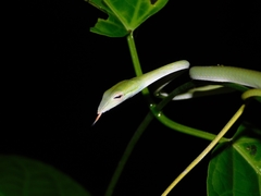 Ahaetulla farnsworthi