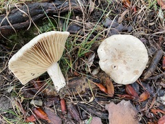 Lactarius subplinthogalus