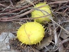 Cucumis myriocarpus