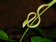 Ahaetulla farnsworthi