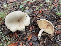 Lactarius subplinthogalus