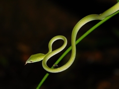 Ahaetulla farnsworthi