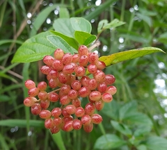 Viburnum corylifolium
