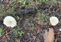 Lactarius subplinthogalus