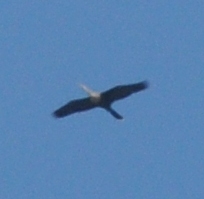 Anhinga anhinga