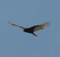 Cathartes aura