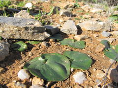 Eriospermum calcareum