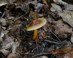 Gliophorus perplexus